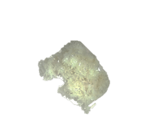 Huevos de mosca Lucilia sericata en fase temprana de desarrollo