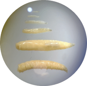 Larvas de Lucilia sericata observadas bajo el microscopio.