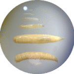 Larvas de Lucilia sericata observadas bajo el microscopio.