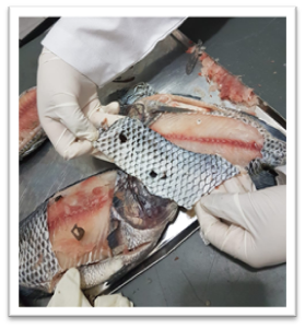 Extracción de piel de tilapia para su posterior esterilización y uso como apósito en el tratamiento de quemaduras